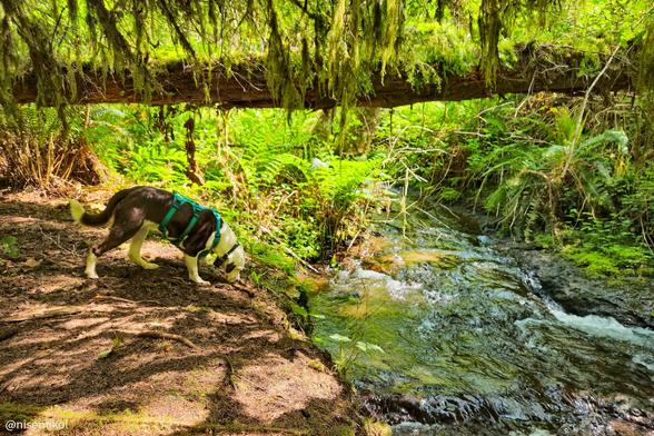 Dog with a blue harness standing on a dirt path near a flowing stream surrounded by lush greenery and ferns. Overhead, a moss-covered log bridge spans the stream. Sunlight filters through the foliage, creating dappled light on the ground.