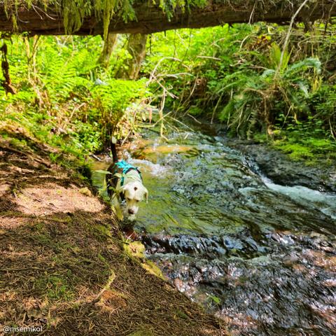 White dog wearing a blue harness standing in a shallow stream surrounded by lush green foliage and ferns. Sunlight filters through the overhanging trees, casting dappled shadows on the forest floor. A fallen tree trunk bridges across the stream overhead.