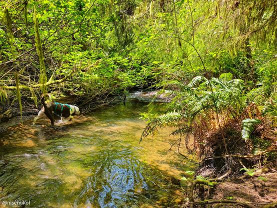 Dog wearing a harness walking through a shallow stream in a lush forest. Surrounding vegetation includes dense green foliage, ferns, and trees with hanging moss. Sunlight filters through the canopy, illuminating the water and greenery.