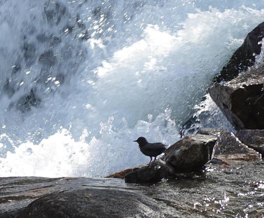 dark grey bird, feathers ruffled by a breeze, perched on a grey rock on the edge of a huge white waterfall