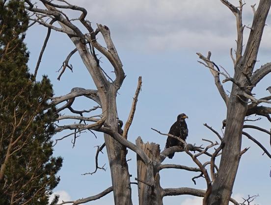 Huge mostly brown bird with lighter colored patches peeking through, a huge curved beak mostly yellow with a darker tip.  It’s perched in a dead pine tree.
