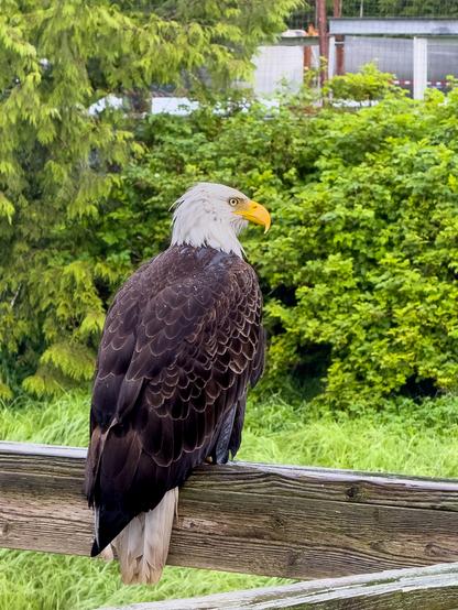 A mature bald eagle perches on a weather-worn wooden railing, seen from behind with its white head turned to the right and its yellow beak in profile. Raindrops dot its dark brown feathers, and dense green foliage and evergreen trees fill the misty background—captured on a rainy day in Ketchikan, Alaska.