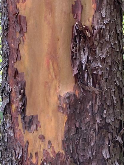 the trunk of a living madrone tree, showing a patch of smooth yellowish red back, somewhat older flaky reddish brown bark and then framing the lower left some darker brown bark