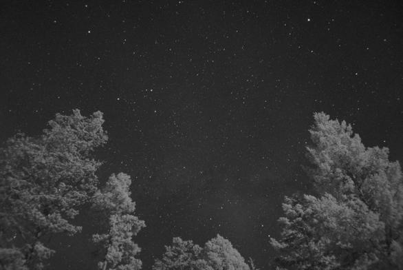 This is a monochrome image.

The summer milky way between Cygnus and Aquila is rising through conifers. Dust lanes in the milky way are faintly visible. The sky is filled with stars, but you won't recognize the patterns because it's a near infrared image.