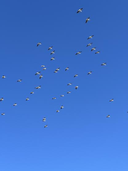 Pelicans flying against the blue sky