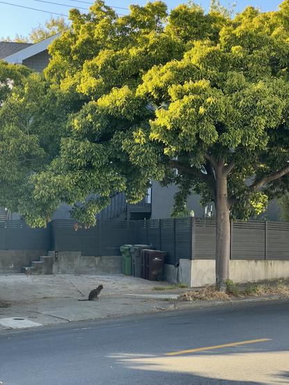 A tiny cat under a tree