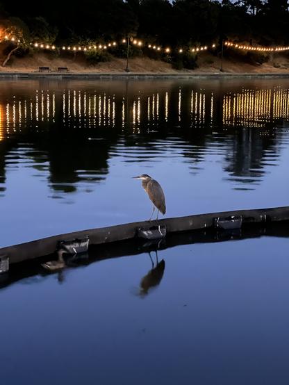 A blue heron at dusk
