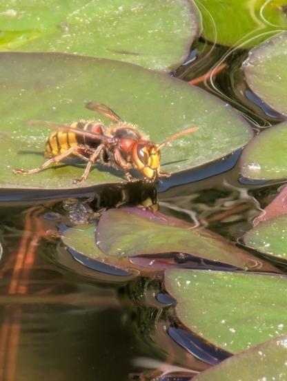 Nahaufnahme einer Hornisse. Sie sitzt auf einem Seerosenblatt in einem Teich und trinkt. Ihr Kopf spiegelt sich in der Wasseroberfläche. Es sind noch einige andere Seerosenblätter und Spiegelungen zu sehen.