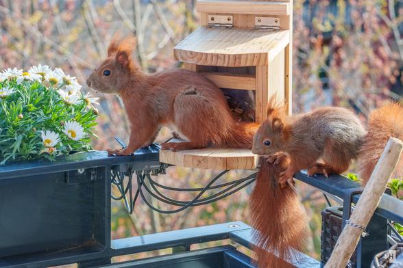 Vor einem Futterhaus auf einer Balkon Reling sitzen ein großes und ein kleines Eichhörnchen.