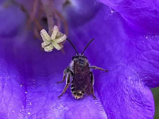 Biene neben dem Stempel einer Glockenblume