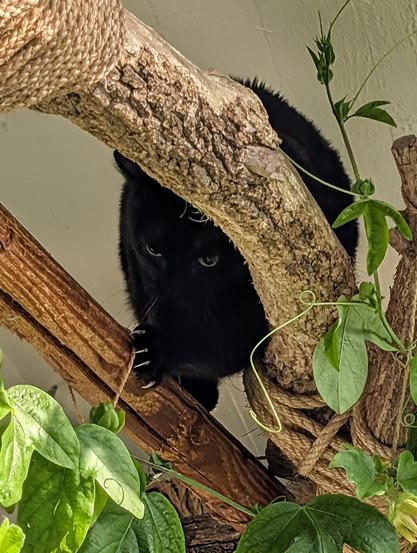 Die schwarze Katze Neera hockt in Kampfhaltung oben im Katzenklettergarten auf Balkonien auf einem Ast und guckt herunter.
An ihrer linken Pfote sieht man die ausgefahrenen Krallen sehr gut. Unten und rechts Ranken und Blätter von der Passionsblume.