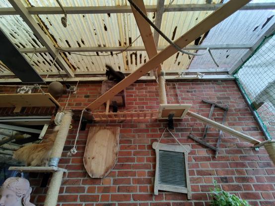 2 fast moving cats on a climbing construction at a house wall