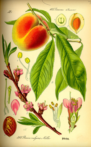 Hoja de un libro de botánica del siglo XIX. En ella aparecen dibujados todos los elementos importantes de la especie Prunus Pérsica, el melocotonero.

Lo más llamativo es el fruto, redondeado de color naranja claro. Se ven también las hojas, alargadas y ligeramente ovaladas. También se distinguen dibujos de la semilla, las flores (de color rosa), los estambres...