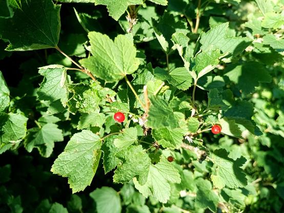 Part of a redcurrant bush with green leaves. Two red berries remain, the rest have been eaten off, leaving only bare stubs where there once were clusters of them.