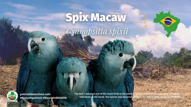 #Birds like Spix #Macaw🦜 are now #extinct in the wild 😨😢 due to #palmoil #meat and #soy deforestation in the Brazilian Amazon 🇧🇷. Fight back against #extinction with ur wallet 🙋‍♂️🙌 💚🌿#Boycottmeat #Boycottpalmoil #Boycott4Wildlife @palmoildetect https://palmoildetectives.com/2024/07/14/bird-species-are-facing-extinction-hundreds-of-times-faster-than-previously-thought/?utm_source=mastodon&utm_medium=Palm+Oil+Detectives&utm_campaign=publer