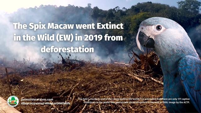 #Birds like Spix #Macaw🦜 are now #extinct in the wild 😨😢 due to #palmoil #meat and #soy deforestation in the Brazilian Amazon 🇧🇷. Fight back against #extinction with ur wallet 🙋‍♂️🙌 💚🌿#Boycottmeat #Boycottpalmoil #Boycott4Wildlife @palmoildetect https://palmoildetectives.com/2024/07/14/bird-species-are-facing-extinction-hundreds-of-times-faster-than-previously-thought/?utm_source=mastodon&utm_medium=Palm+Oil+Detectives&utm_campaign=publer