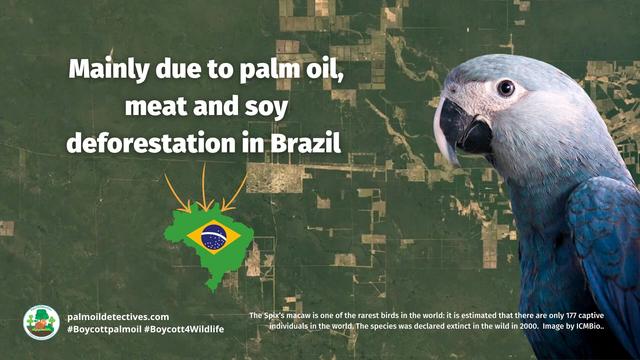 #Birds like Spix #Macaw🦜 are now #extinct in the wild 😨😢 due to #palmoil #meat and #soy deforestation in the Brazilian Amazon 🇧🇷. Fight back against #extinction with ur wallet 🙋‍♂️🙌 💚🌿#Boycottmeat #Boycottpalmoil #Boycott4Wildlife @palmoildetect https://palmoildetectives.com/2024/07/14/bird-species-are-facing-extinction-hundreds-of-times-faster-than-previously-thought/?utm_source=mastodon&utm_medium=Palm+Oil+Detectives&utm_campaign=publer