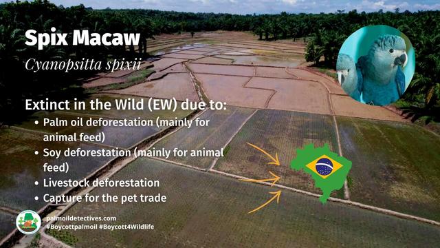 #Birds like Spix #Macaw🦜 are now #extinct in the wild 😨😢 due to #palmoil #meat and #soy deforestation in the Brazilian Amazon 🇧🇷. Fight back against #extinction with ur wallet 🙋‍♂️🙌 💚🌿#Boycottmeat #Boycottpalmoil #Boycott4Wildlife @palmoildetect https://palmoildetectives.com/2024/07/14/bird-species-are-facing-extinction-hundreds-of-times-faster-than-previously-thought/?utm_source=mastodon&utm_medium=Palm+Oil+Detectives&utm_campaign=publer