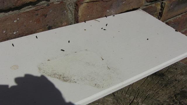 Weißes Profilbrett mit kleinen Kötteln drauf