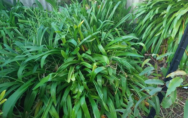You can see the kikuyu poking up through the strappy leaves of the agapanthus. It's possible to see the lemon scented gum sapling clearly here too. I'm so excited to watch that grow.
