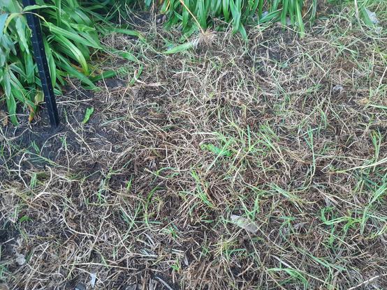 Dried grass with some green shoots after I've pulled out as much as I can. In the corner of the picture you can see a star picket and an agapanthus and if you look carefully, a lemon scented gum sapling.