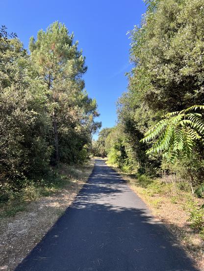 La piste cyclable avec un excellent bitume, dans la forêt de la côte sauvage, avec un ciel bleu immaculé.