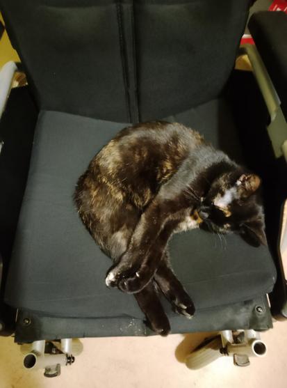 Harley Quinn, an almost black tortoiseshell cat with cinnamon and cream splotches, sleeps on the seat of my wheelchair, enveloped in my butt smell.