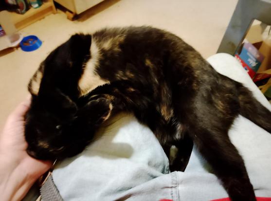 Harley squirms ecstatically as we play Make Me Fall Off Your Lap. She's flipped herself right over