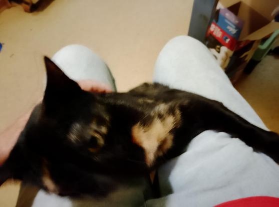 Harley tries to save herself as she falls off my lap.