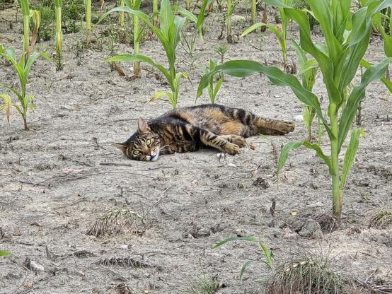 A cat, lying down because it's hot. Around, some corn plants.