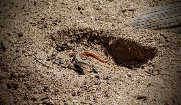 In einer kleinen Mulde im sandigen Waldboden sitzt eine braun gestreifte Eidechse und schaut kritisch Richtung Kamera.