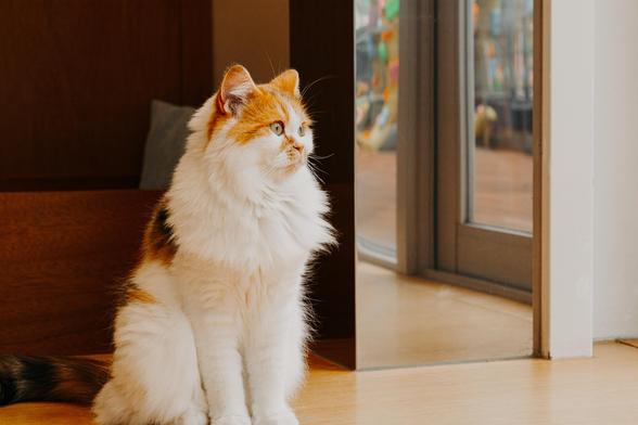 photo of a cat looking outside a window to the right
