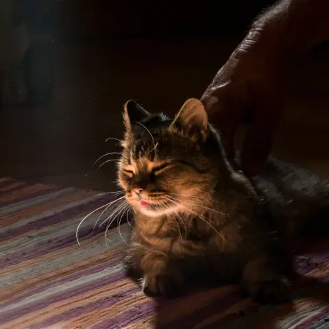 Gestreifte Katze auf einem gestreiften Läufer. Das GEsicht von einem Sonnenstrahl beschienen, Augen geschlossen und die Zungenspitze ist zu sehen. In den Hintergrund verschwindet ein Arm, die Hand, die sie streichelt ist nicht zu sehen.