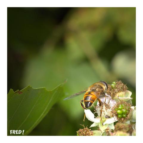 Vue de derrière d'une Eristale Gluante (Eristalis tenax) sur une fleur de mûrier. C'est une mouche inoffensive.