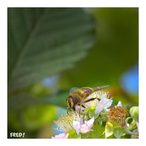 Vue de face d'une Eristale Gluante (Eristalis tenax) sur une fleur de mûrier. C'est une mouche inoffensive.