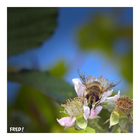 Vue du dessus d'une Eristale Gluante (Eristalis tenax) sur une fleur de mûrier. C'est une mouche inoffensive.
On voit très bien le délicat motif des nervures des ailes.
