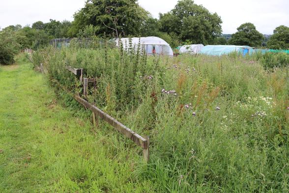 A much overgrown plot of land, full of wild plants, some are flowering.