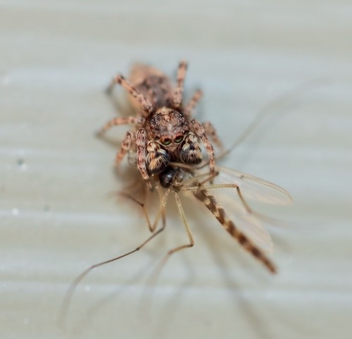 Jumping spider eating a mosquito