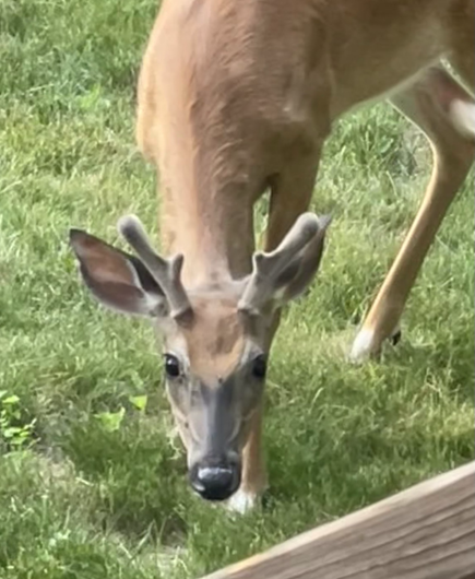 A young buck eating foliage in my yard.