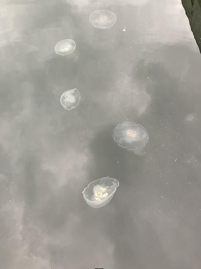 Moon jellies in cloud reflected ocean