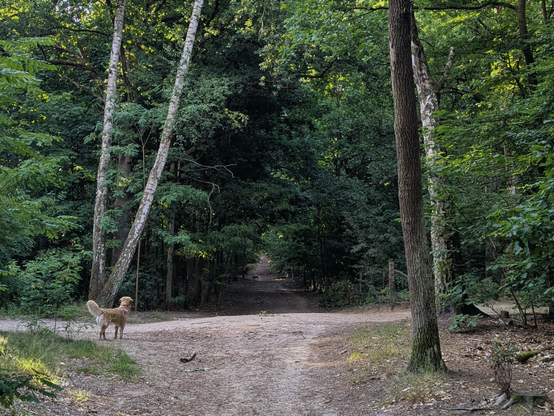 Forest path, In the darker background, where the path leads through a dense growth area, a silhouette of a wild boar is visible and possibly a second. The Golden stands at the entrance to the dark path and waits, tail pointing upward and overall posture curious and slightly tense.