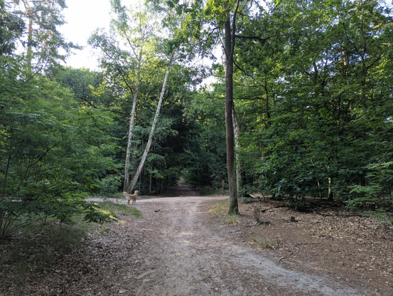 In the darker background, where the path leads through a dense growth area, a silhouette of a wild boar is visible. The Golden stands at the entrance to the dark path and waits, tail pointing upward and overall posture curious and slightly tense.