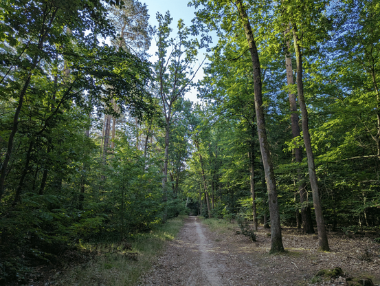 A sandy path in a forest, some warm sunlight here and there reaches the ground. The distant part of the forest in the background the path leads to is much darker and probably cooler. A Golden runs towards away from the camera towards that bit.