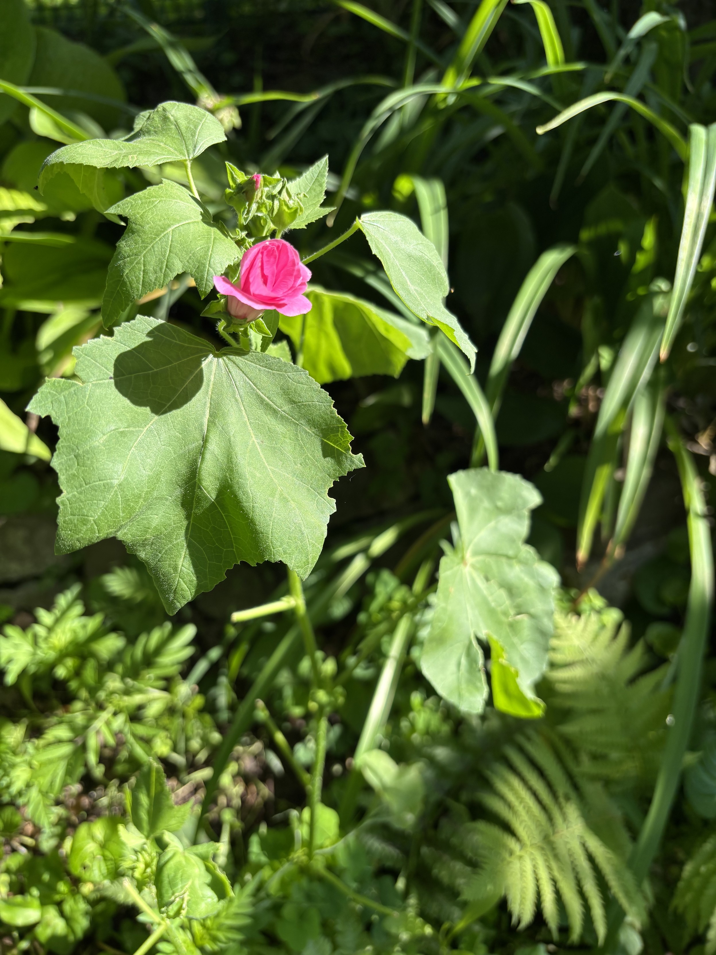 image of a red flower opening