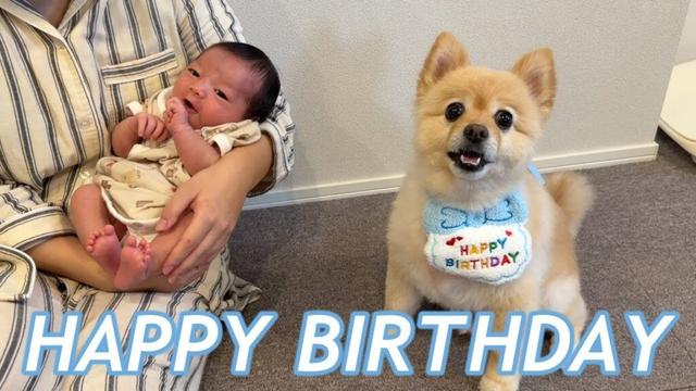 家族が増えて初めての誕生日を迎えたポメラニアン