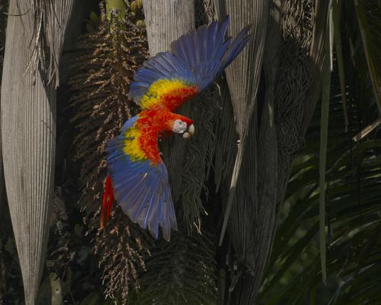 A colorful parrot with long wings and tail is flying off a fruiting palm frond with a large palm nut in its beak. The bird has a white face, scarlet crown and mantle and bright yellow patches on blue wings. This is the Scarlet Macaw. Osa Peninsula, Costa Rica. Photo by Peachfront.