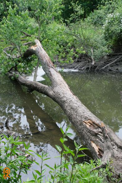 Along the north branch of the Chicago River a fallen tree provides tenuous crossing over the shallow flowing, but murky, water. Does one risk walking on the trunk to cross? Or just live and get wet?