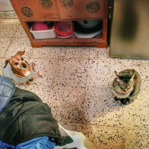 Pequeño perro mestizo y pequeña gata gris y marrón fotografiados desde arriba, sentados en el piso de granito blanco de mi cocina.