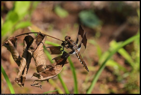 A Common Whitetail Dragonfly (Plathemis lydia) was perched waiting for prey to fly past in Norman, Oklahoma, United States on June 9, 2025.