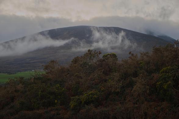 A mountain surrounded by wispy white clouds and mist, with gorse bushes in the foreground.